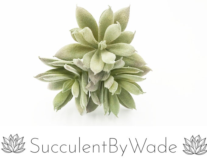 Faux Succulent Pick - chick and Hen