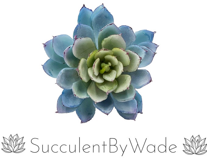 Faux Succulent Pick - Echeveria