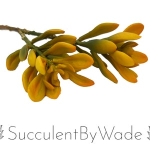 Peut inclure: Un bouquet de tiges de succulentes artificielles jaune-vert avec une tige brune. Les tiges sont disposées en éventail et ont un aspect réaliste.