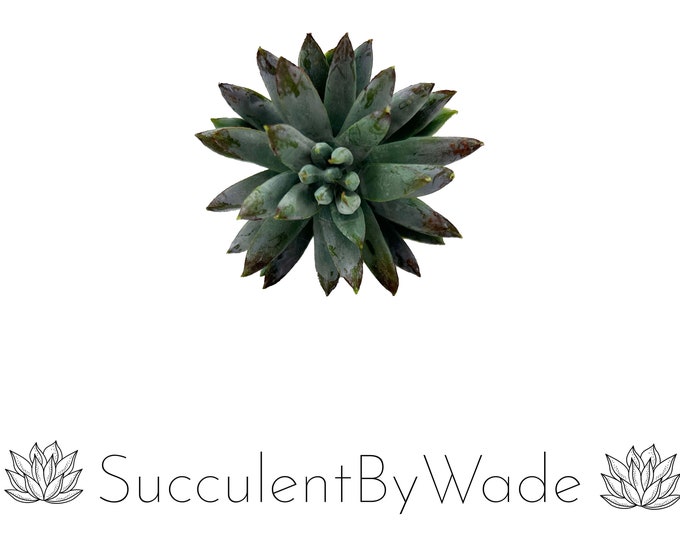 Faux Succulent Pick - Echeveria
