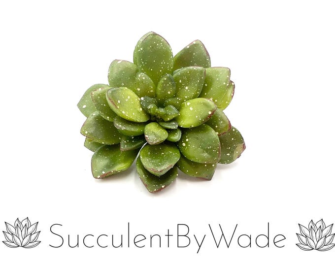 Faux Succulent Pick - Echeveria - Naturally Inspired Series