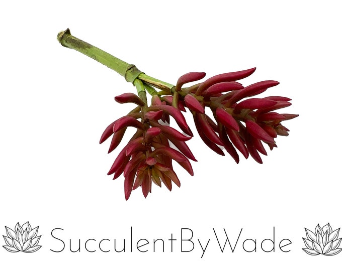 Faux Succulent Pick - Senecio