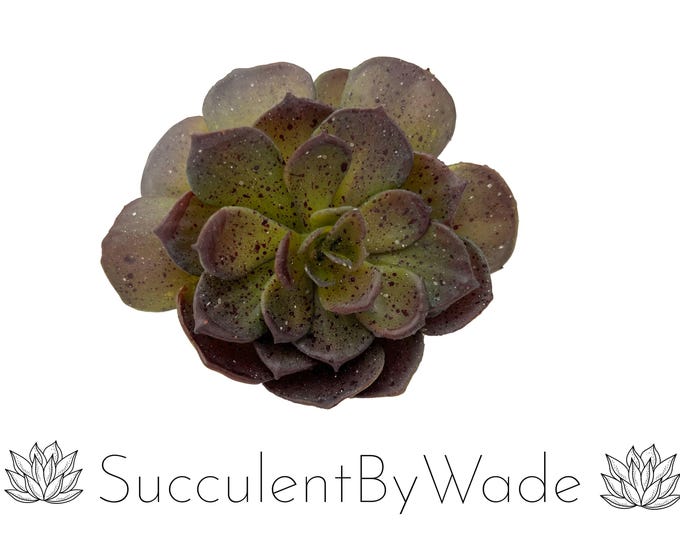 Faux Succulent Pick - Echeveria - Naturally Inspired Series