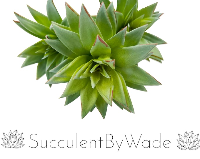 Faux Succulent Pick - Hen and Chick