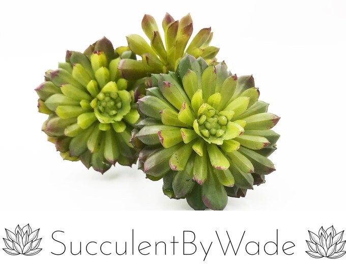 Faux Succulent Pick - Chick & Hen