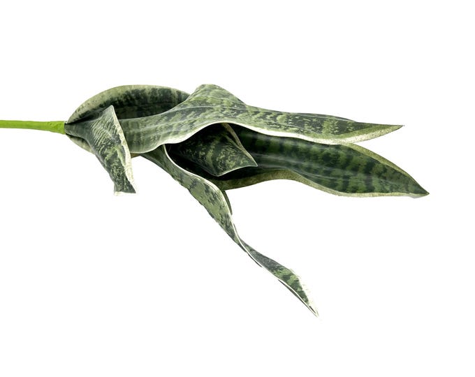 Faux Succulent Pick - Sansevieria 18"