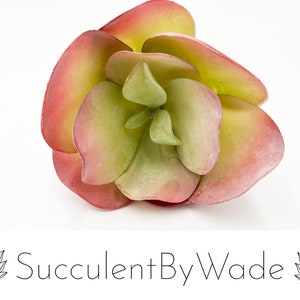 Puede incluir: Una planta suculenta única con hojas verdes y rosadas. La suculenta está dispuesta en forma de roseta.