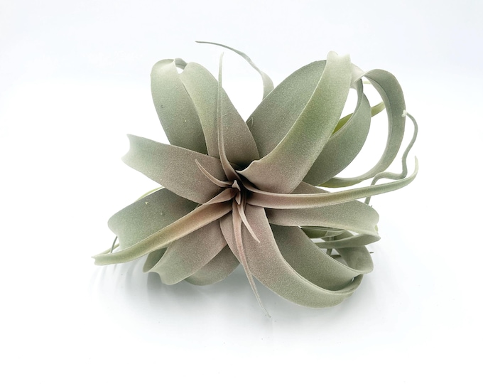 Faux Tillandsia Pick - Air Plant