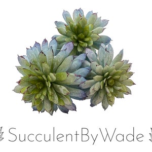 May include: Three artificial succulent plants in shades of green and blue. The succulents are arranged in a cluster and have a realistic appearance.