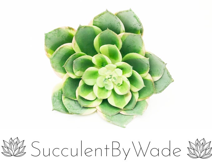 Faux Succulent Pick - Echeveria