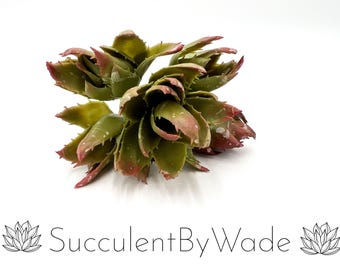 Faux Aloe Plektrum - von Natur aus inspirierte Serie