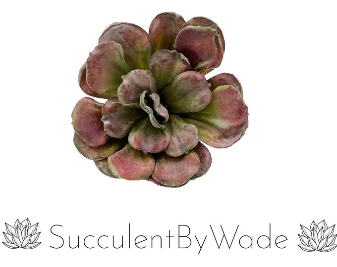 Faux Succulent Pick - Echeveria