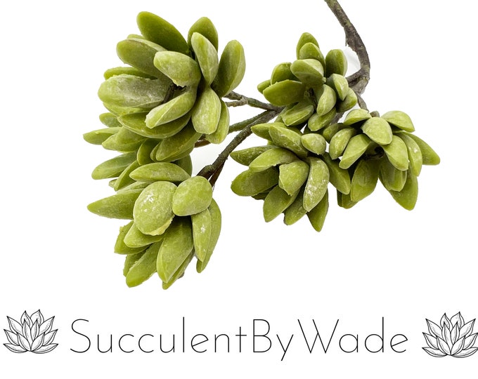 Faux Succulent Pick - Senecio