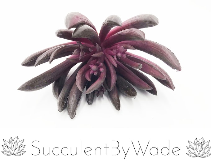 Faux Succulent Pick - Aeonium