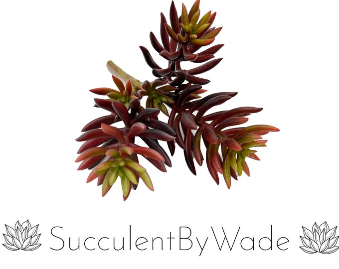 Faux Succulent Pick - Senecio