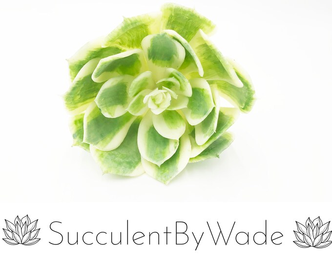 Faux Succulent Pick - Echeveria