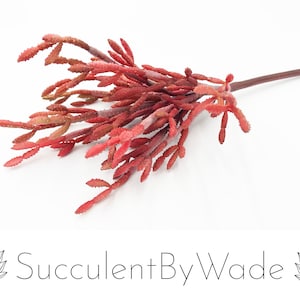 May include: A single stem of red artificial succulent with a long, thin stem and many small, pointed leaves.