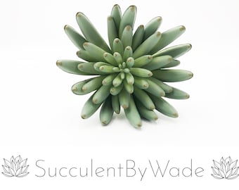 Escolha de suculentas artificiais - Aeonium