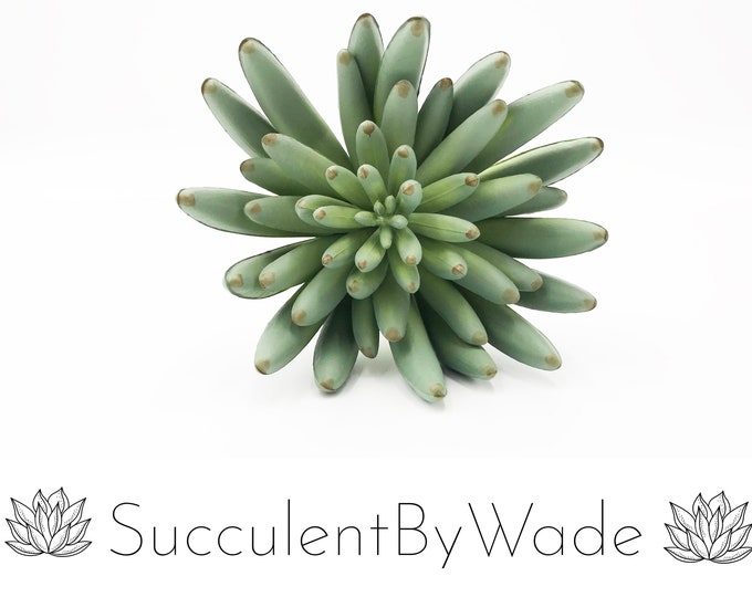 Faux Succulent Pick - Aeonium