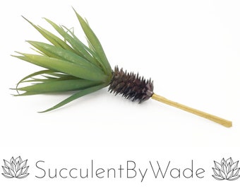 Faux Yucca Pick