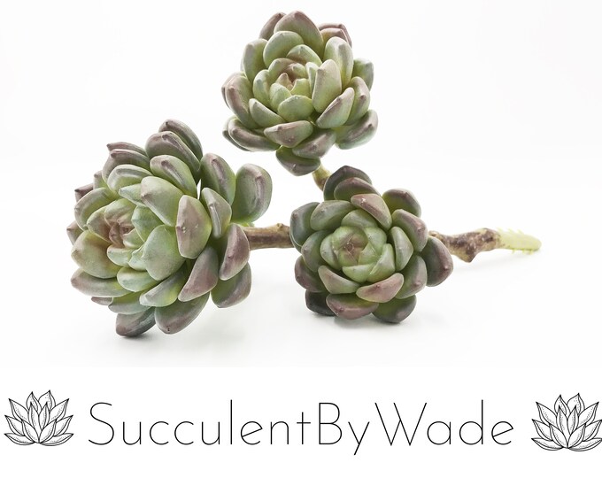 Faux Succulent Pick