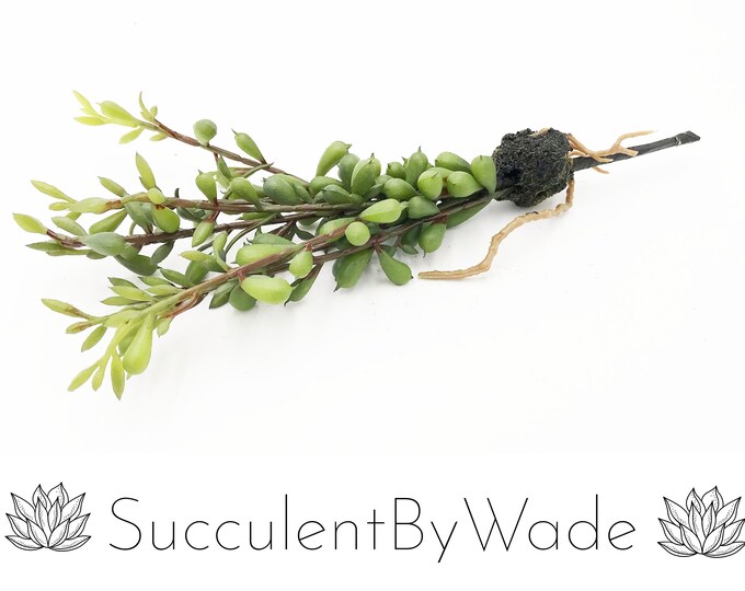 Faux Succulent Pick - Sedum