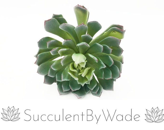 Faux Succulent Pick - Echeveria