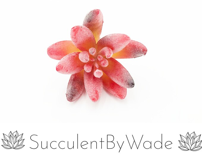 Faux Succulent Pick - Echeveria