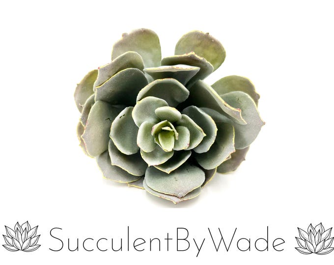 Faux Succulent Pick - Echeveria - Naturally Inspired Series