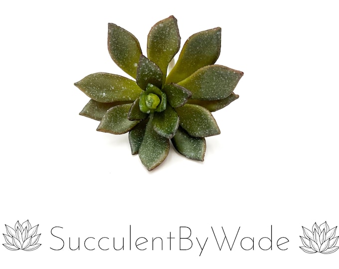 Faux Succulent Pick - Echeveria - Naturally Inspired Series
