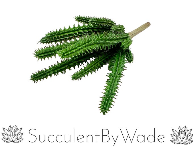 Faux Cactus Pick - Blooming Cactus