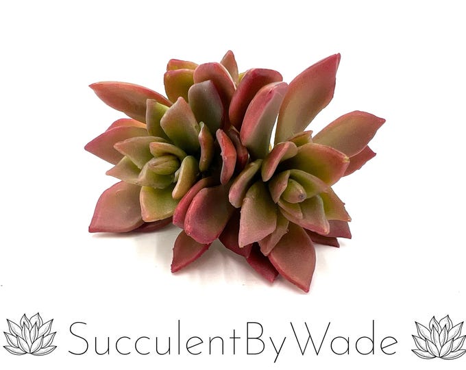 Faux Succulent Pick - Echeveria - Naturally Inspired Series