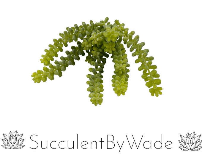 Faux Succulent Pick - String of pearls