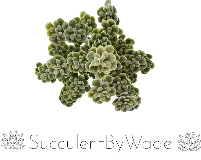 Faux Succulent Pick - Sedum