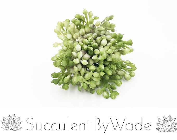 Faux Succulent Plant - Sedum