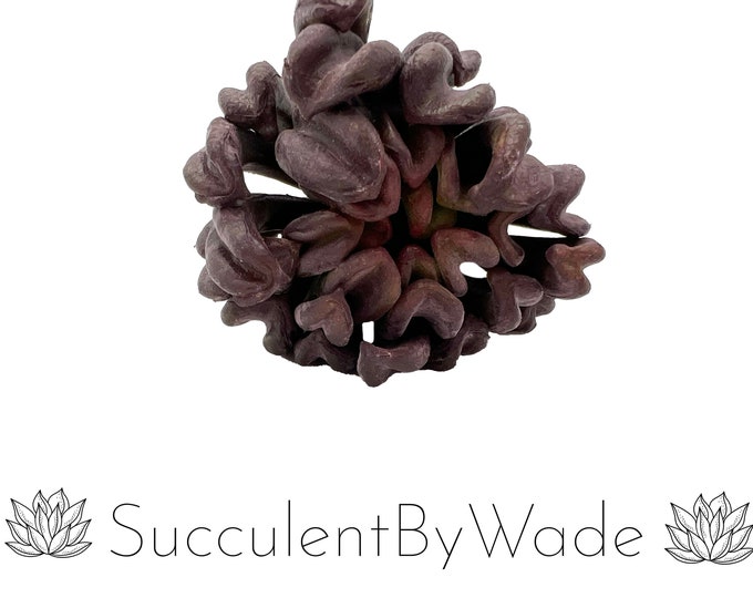Faux Succulent Pick - Dudleya