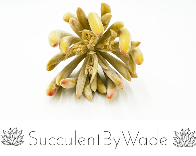 Faux Succulent Pick - Aeonium