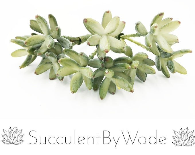 Faux Succulent Pick - Hen and Chick