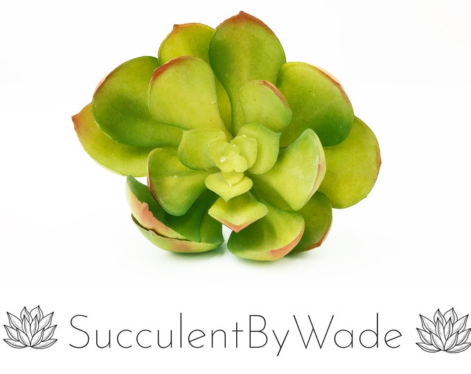 Faux Succulent Pick - Echeveria