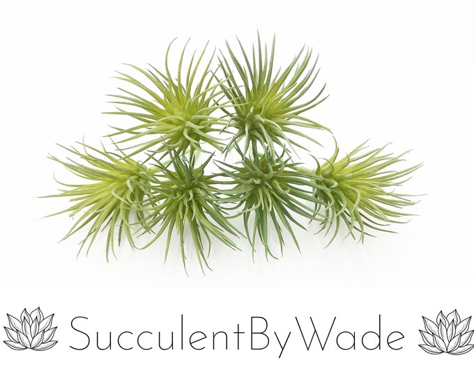 Faux Succulent Pick - Tillandsia - Set of 6