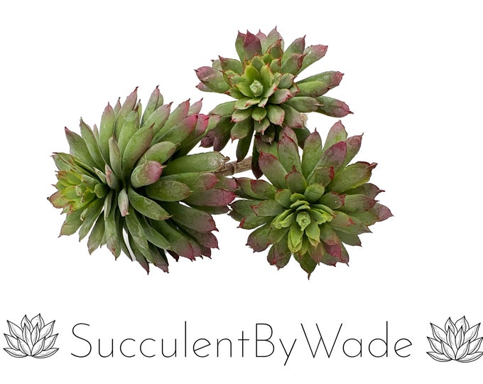 Faux Succulent Pick - Chick and Hen