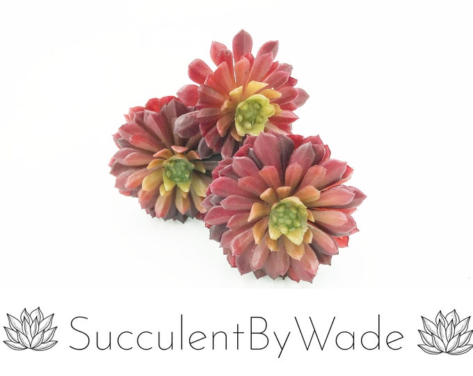 Faux Succulent Pick - Chick & Hen