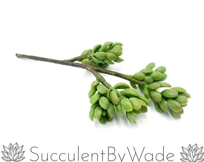 Faux Succulent Pick - Sedum