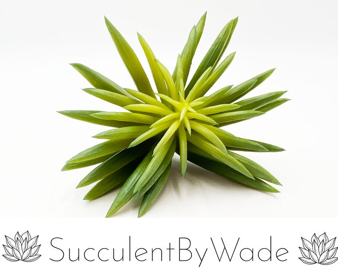 Faux Succulent Pick - Aeonium