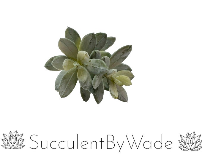 Faux Succulent Pick - Senecio