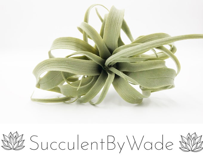 Faux Tillandsia Pick