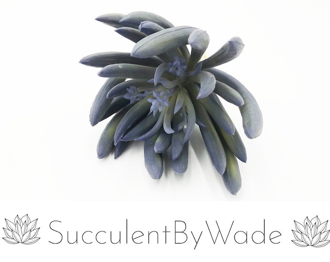 Faux Succulent Pick - Aeonium