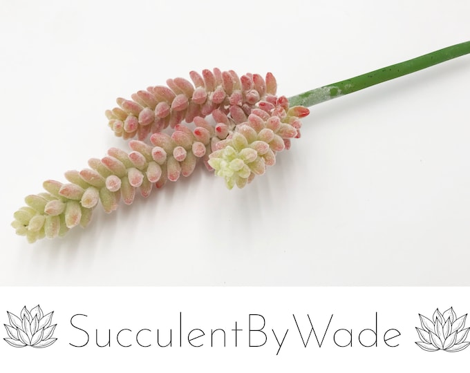 Faux Succulent Pick - Donkey Tail