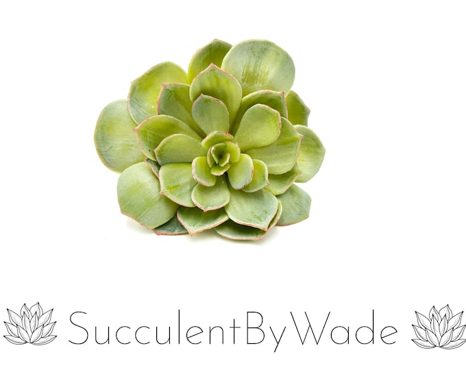 Faux Succulent Pick - Echeveria - Naturally Inspired Series