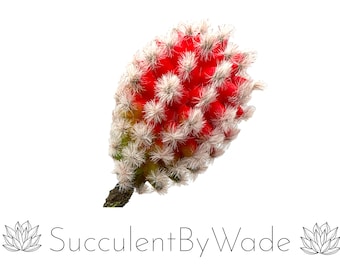 Faux Succulent Pick - Cactus